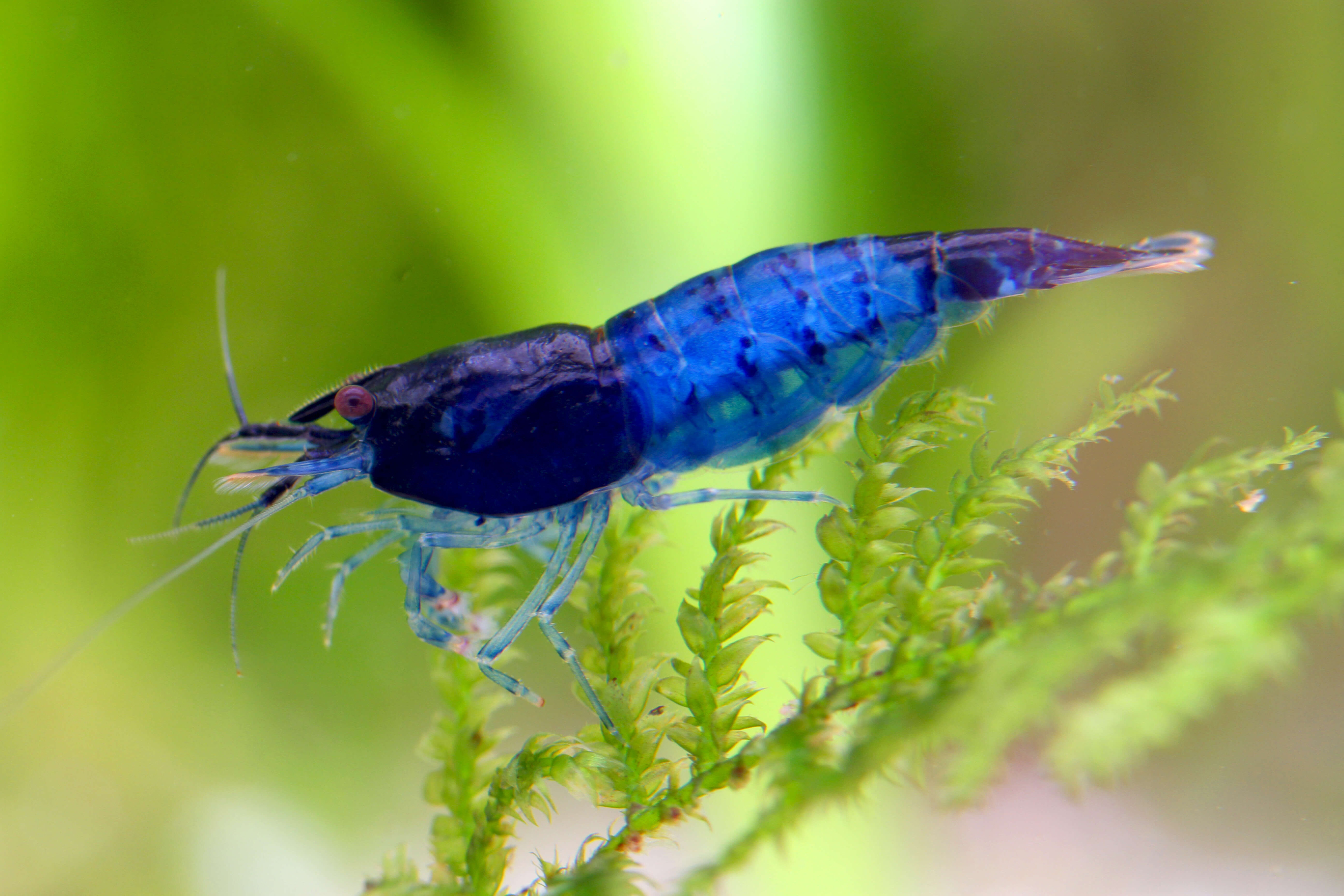 Blue Black Rili Shrimp